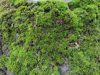 ʯͷ̦޺����