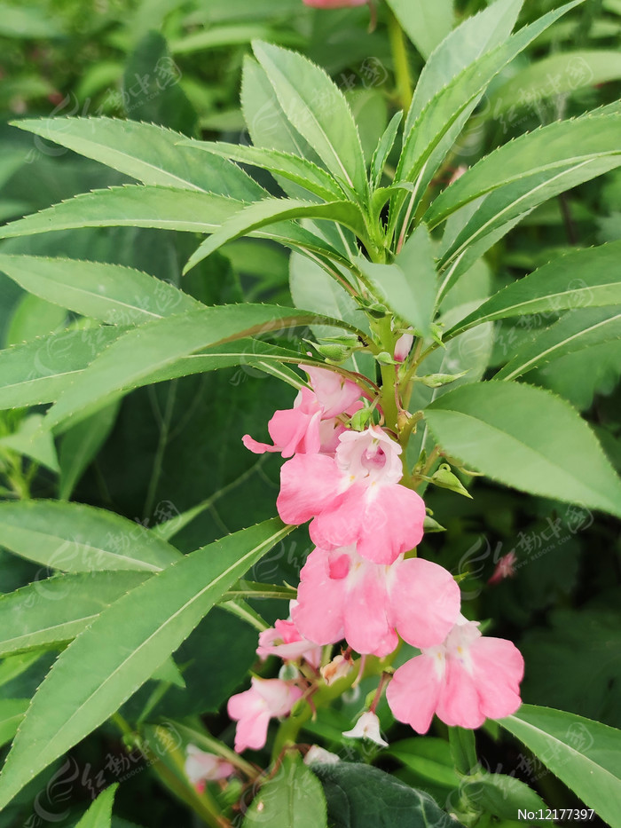 指甲花紫色鳳仙花