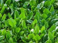 �����͵Ĳ���