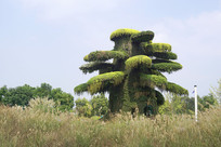 ֲ