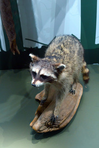 ����Ұ������걾����ƤƤ��