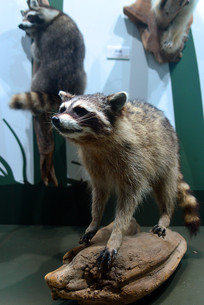 ����Ұ������걾�������