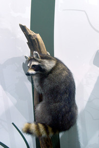 ����Ұ������걾���