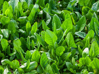 �������õĲ���