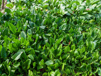 һƬ��ɫ�Ĳ���