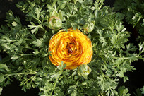 ����ĵ��