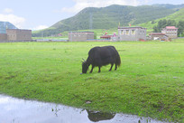 �����¶��Ų�������ԭ��ţ 