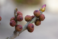 �����Ĺ���