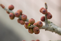 ����֦ͷ�Ĺ�ʵ