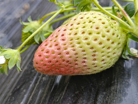 ݮ԰ժײݮ