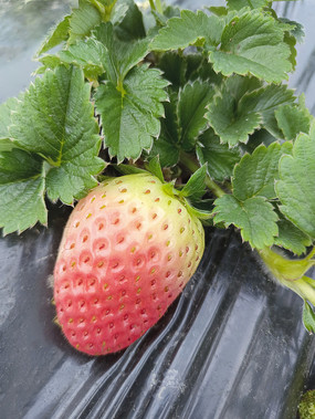 ݮ԰Ҷײݮ
