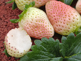 �ײ�ݮ�ʹ�����