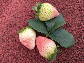 ժʲݮ