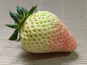 ѩʲݮ