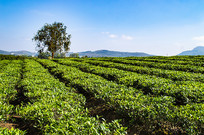 ��ɳ�ذ�Ķ�̲�ͼ