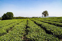 ��ɳ�ذ�Ķ�̲�ͼƬ