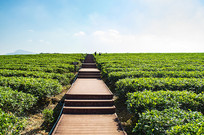 ����ɳ�̲�ͼ