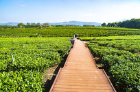 ����ɳ�̲�ͼƬ