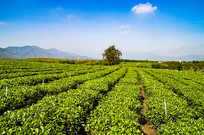 ���ϰ�ɳ��Ķ�̲�