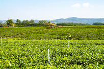 ���ϰ�ɳ��Ķ�̲�ͼ