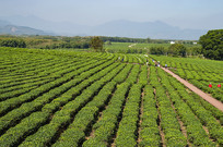 ���ϰ�ɳ��Ķ�̲�ͼƬ