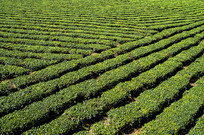 ���ϰ�ɳ�ذ�Ķ�̲�