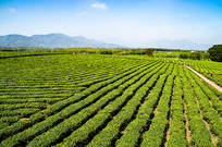 ���ϰ�ɳ�ذ�Ķ�̲�ͼ