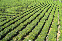 ���ϰ�ɳ�ذ�Ķ�̲�ͼƬ