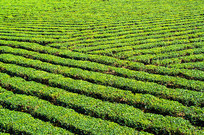 ���̵ĺ��ϰ�ɳ�̲�