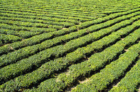 ���̵ĺ��ϰ�ɳ�̲�ͼ