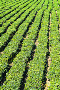 ���̵ĺ��ϰ�ɳ�̲�ͼƬ