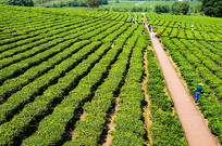 ���̺��ϰ�ɳ�̲�