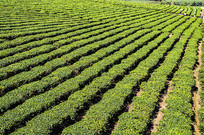 ���̺��ϰ�ɳ�̲�ͼ