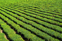 ���̺��ϰ�ɳ�̲�ͼƬ