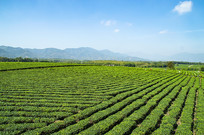 �����͵ĺ��ϰ�ɳ�̲�