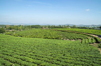 �����͵ĺ��ϰ�ɳ�̲�ͼ