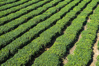 �����͵ĺ��ϰ�ɳ�̲�ͼƬ