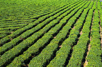 �����ͺ��ϰ�ɳ�̲�