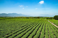 �����ͺ��ϰ�ɳ�̲�ͼƬ