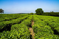  һ���������͵ĺ��ϰ�ɳ�̲�