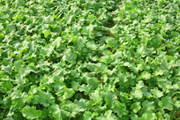 �߲�ũ�����̦