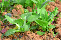 �߲�ũ����ư���ײ�