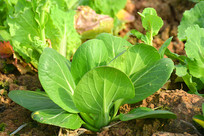 �߲�ũ�����Ϻ���