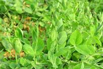 �߲�ũ�����㶹��