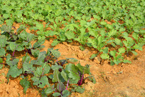 ��԰ũ�Ҳ˵���ֲ�Ĳ�̦