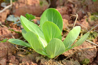 ��԰ũ�Ҳ˵���ֲ���Ϻ���