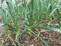 ��������ֲ������