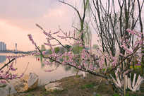 �ɶ���������԰��Դ���һ�