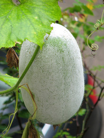 ��ɫũ��Ʒ����