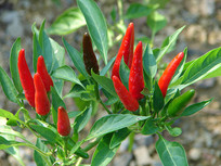 ��԰����ֲ������